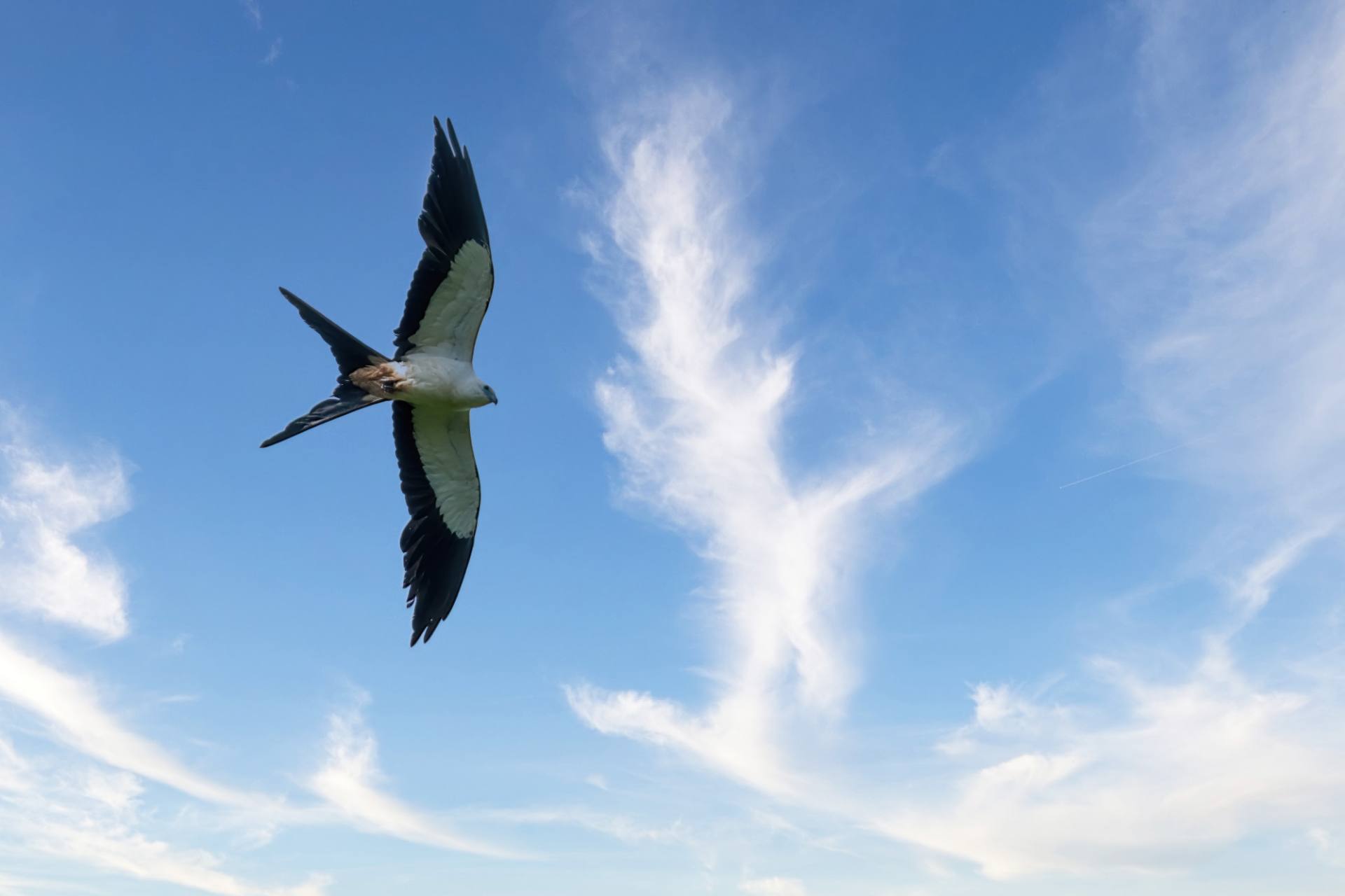 Schwalbenweih (Elanoides forficatus)